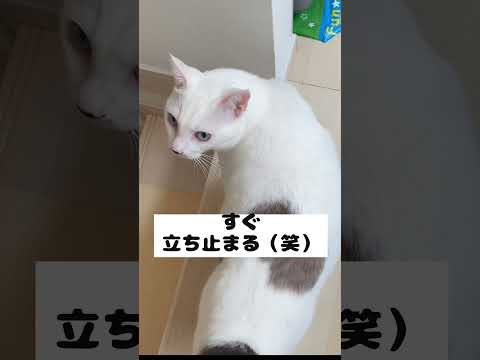 飼い主がおいでと言ったら隣に来てくれる弟猫が可愛いすぎる