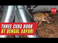 Tigress ‘Rica’ gives birth to three cubs at Bengal Safari Park