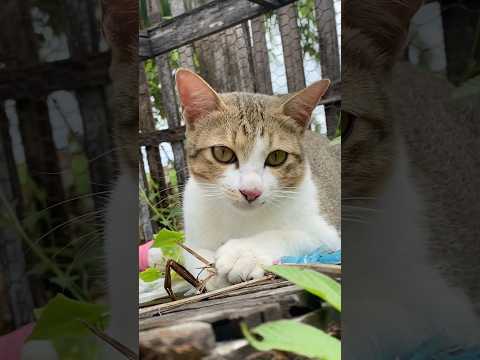 #cat #cats #cute #catvideos #catshorts #catai #ai #funny #love #pets #lovely #shorts #shortvideos
