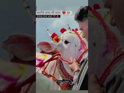 | वाघाची नजर कशी आहे | 🤩🔥👑😈⚔️🚫| #bailgada