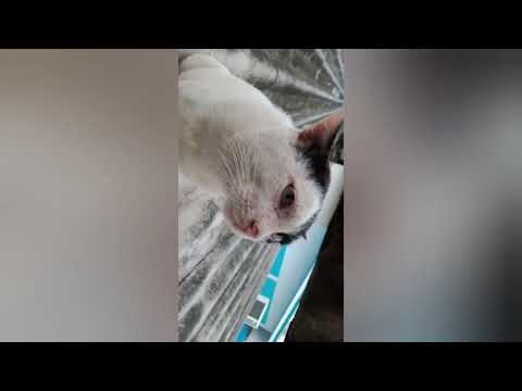 หน้าซีกกินวันละกี่มื้อก๊าบ#หน้าซีก#แมวขออาหาร#ทาสแมว#คลิปแมว#กินเยอะ#รอ#Cat#CuteCat#CatLovers#Wait