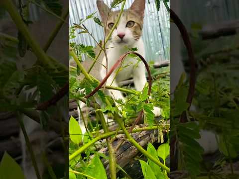 #cat #cats #cute #catvideos #catshorts #catai #ai #funny #love #pets #lovely #shorts #shortvideos