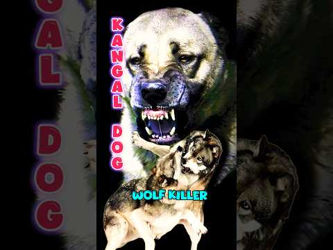 KANGAL vs WOLF 😡🔥||#youtubeshorts #pitbull #rottweiler