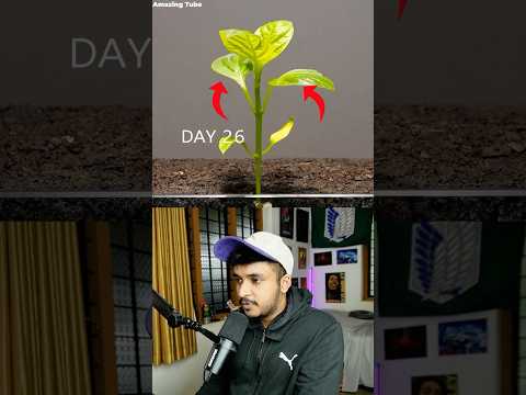 Growing a Bell Pepper: The First 60 Days Explained🌶️🌱