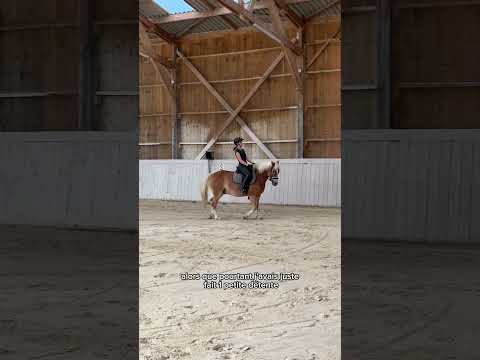 #cheval #haflinger #galop7 #equitation #dressage #dressagepony #cavaliere