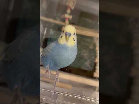 ちくわと飼い主のおやすみのルーティン🐥💕#セキセイインコ #セキセイインコちくわ #ちくわ #パステルレインボー #男の子 #ちくわちゃんねる #4歳 #お喋り