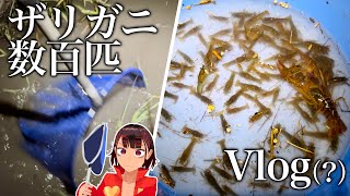 1日でザリガニを800匹獲るVTuberのVlog 【アメリカザリガニ】