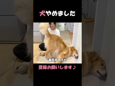 大好きな姉への甘え方が、もはや犬じゃない大型犬クッキー#goldenretriever #dog #箱入りクッキーはゴールデンレトリバー