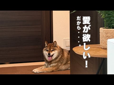 もっと愛される柴犬になるために・・・。 サムネイル