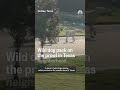 Wild dog pack on the prowl in Texas neighborhood  - 00:52 min - News - Video
