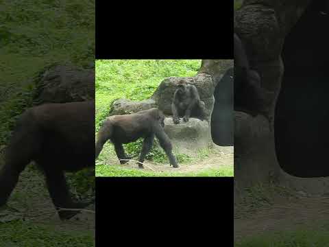犬の動画サムネイル - goalkeeper.little #gorilla Jabali 4y4m old. Taipei Zoo Silverback D'jeeco family #shorts 呷百二守門員