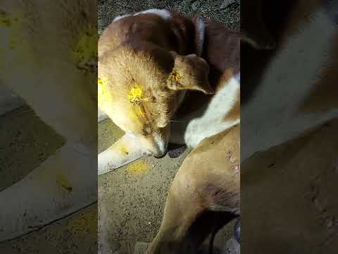dog treatment#rescue#treatment#shortvideo #shortvideo #shorts