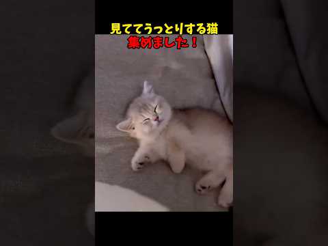 猫の動画サムネイル - うっとりしちゃう😍 #猫 #cat #cats #cute