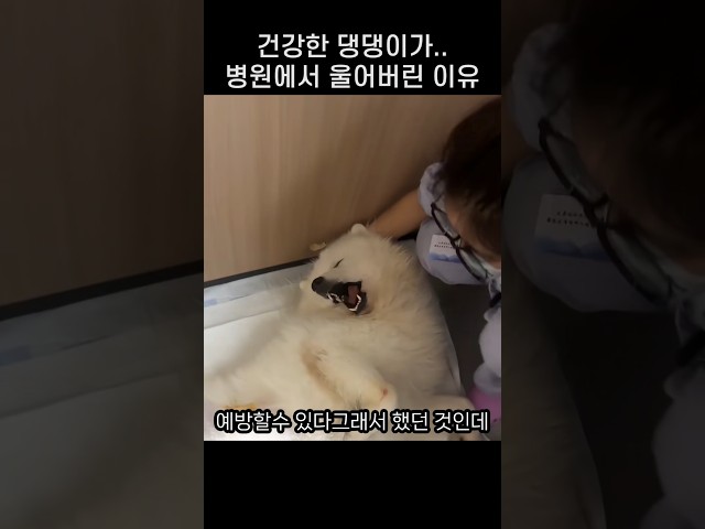"이거 때면 안아프데.." 병원 데려간 댕댕이가 크게 울어버린 까닭