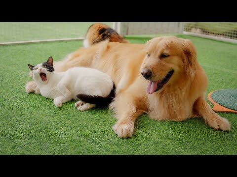 犬と猫の特別な絆…Toby＆Pi Familyの仲良しペアたちのご紹介！【パート1】