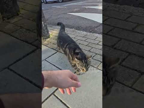 #shorts #shortsvideo #trending #catlovers #çette #meaw #коти #top #топ #кошка #киса #юмор #abe #cat