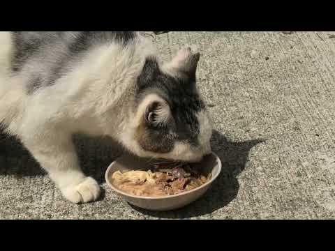 林崎漁港内地域猫ボスグループ2025 10 2a