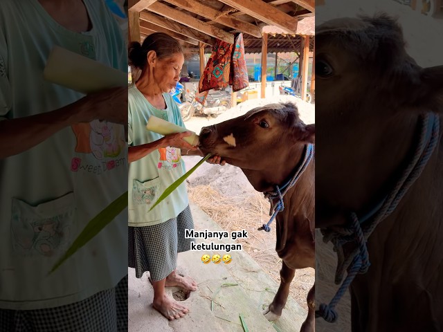 Juwita yang terlalu manja menjadi sangat lucu