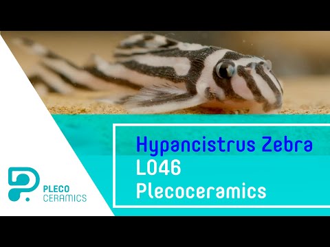 Hypancistrus Zebra L046 Plecoceramics Hello everyone!

As you know, the goal of our farm is to popularize Plecos in the world.
Especially 