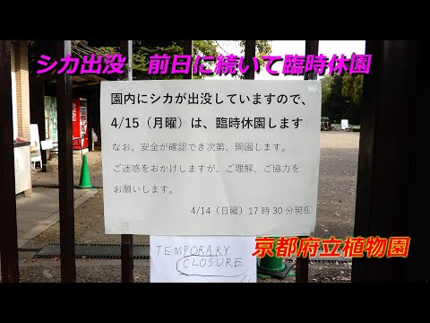 シカが侵入し、前日に続いて臨時休園となった京都府立植物園（2024年4月15日　京都市左京区）Kyoto Prefectural Botanical Garden temporarily closed
