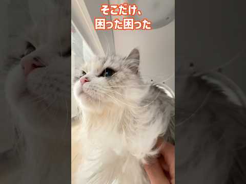 猫の動画サムネイル - お風呂の日🛁ドライヤーハウス快適です#ミヌエット短足 #ぬんちゃん