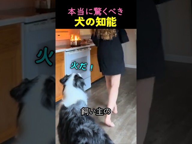 本当に驚くべき犬の知能