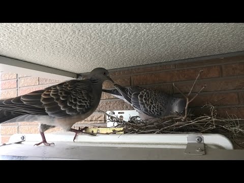 キジバトの巣を観察 2025.7.8