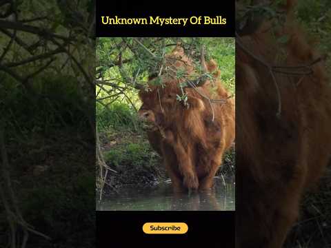 Why Bull Charges On A Person Wearing Red | Facts Frame | #facts #amazingfacts #shorts