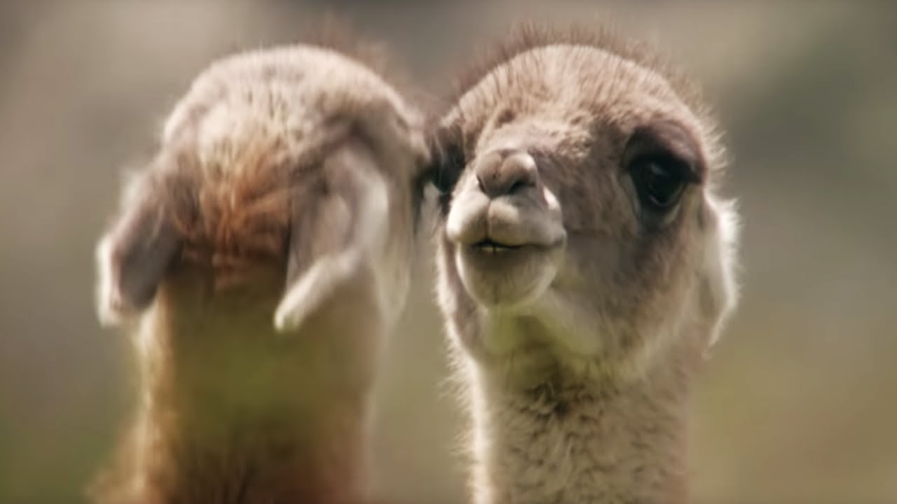 Brutal Fight for Dominance Among Guanacos | Wild Patagonia | BBC Earth