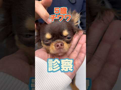 ふらついて右前足を挙げている5歳のチワワが動物病院にやってきた！