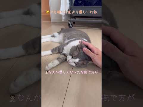 先生からは逃げるのに夫のなでなでにはとろけるスーちゃん #cat   #先生の新しい家族のスーちゃん#shortsvideos