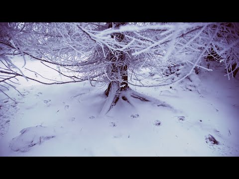 Wolves at the Borders'