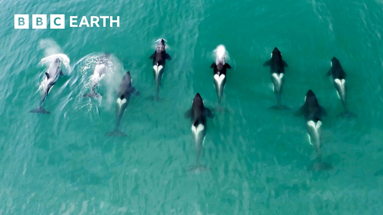 6 Fascinating Orca Moments | BBC Earth