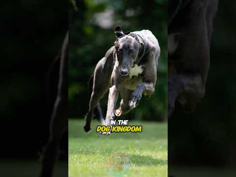 Top 4 Fastest Runners in the Dog Kingdom #shorts #dog #dogshorts #doglove #pets サムネイル