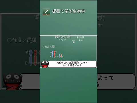 独立と連鎖を染色体説で #高校生物 #板書で学ぶ生物学 #独立 #連鎖