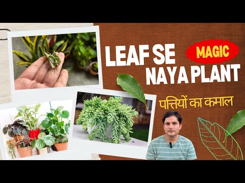 सिर्फ पत्तों से उगने वाले पौधे 🌿 | 20 Leaf Propagation Plants
