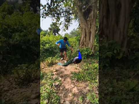 peacock 🦚 catching 😱 #shorts #ytshorts #trending #viral #whatsappstatus #vfx