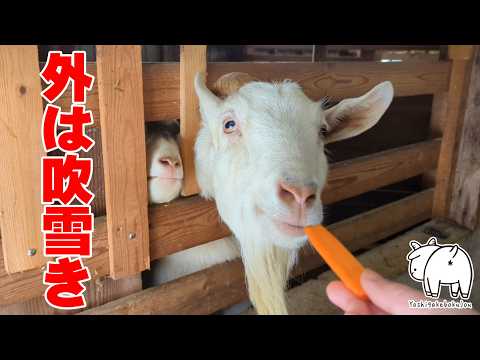 吹雪の日のヤギたち　2025年1月9日　手作りヤギ牧場 吉がけ牧場 #ヤギ #goat