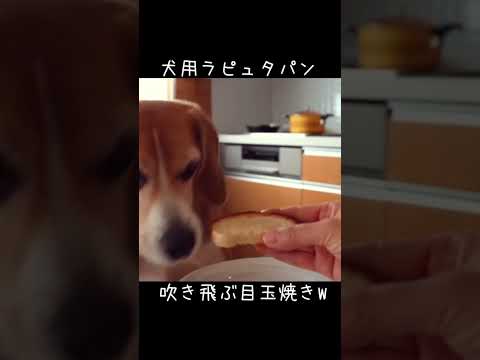 犬用ラピュタパン作ったら吹っ飛んだ