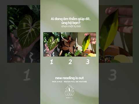 Chọn 1 tụ bài tuần này☀️ Ai là người âm thầm hỗ trợ, giúp đỡ, ủng hộ bạn? #tarot #chonmottubaitarot