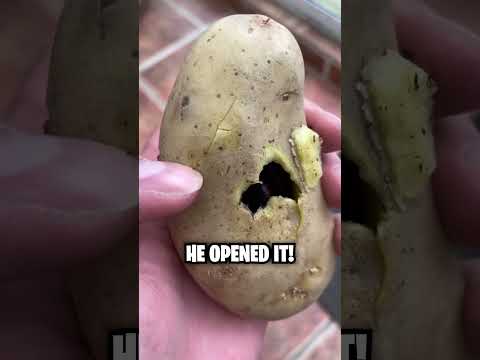 Terrifying Insect In Potato! 😱