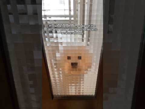 throwback to the <strong>time</strong> i was at the vet and i thought my dog turned <strong>into</strong> a minecraft dog