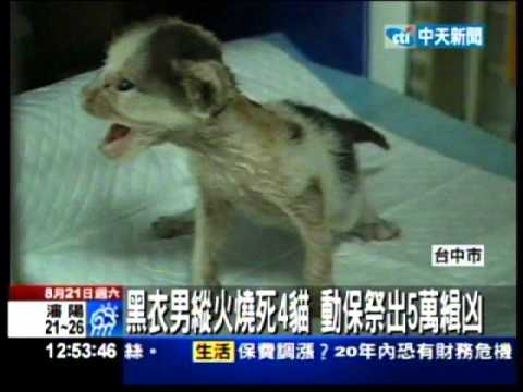 【動物救援小組】狠心人放火活燒初生幼貓4死1傷 救援小組搶救懸賞緝兇