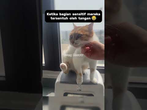 Ketika bagian sensitif kucing disentuh#shorts #kucing #catlovers #pets #funnycats #shortsvideo