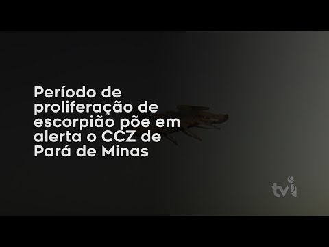 Vídeo: Período de proliferação de escorpião põe em alerta o CCZ de Pará de Minas