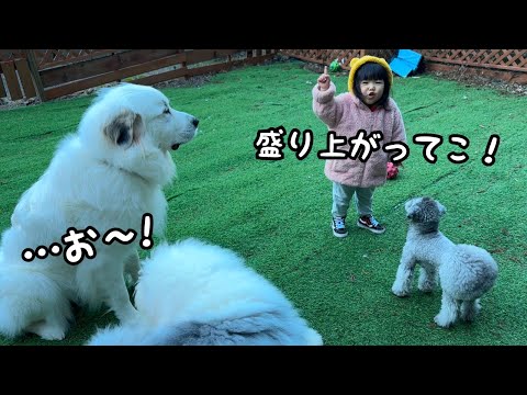 【可愛い】超大型犬や狂犬や大型犬の子犬よりも底なしに元気で器用に成長する２歳児がすごい…｜グレートピレニーズ&オールドイングリッシュシープドッグ&トイプードル