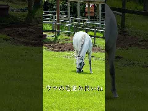 【ショート動画】秋の千葉日帰り旅行　マザー牧場　#秋旅#牧場#日帰り旅