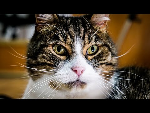 WYBIERAMY KOTA ROKU 2022 🏆 #1