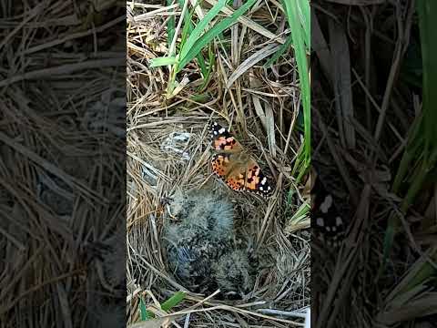 There are butterfly and insects near the skylark bird babies (p 1) #shorts