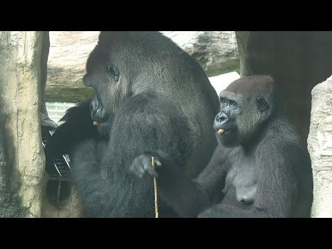 Gorilla Tayari finished all the cookies from the feederS,Iriki used the tool,D